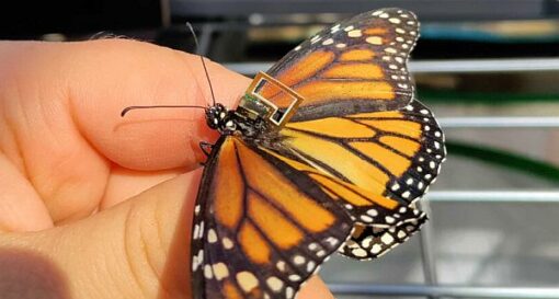 Tiny sensor platform to enable monarch butterfly tracking