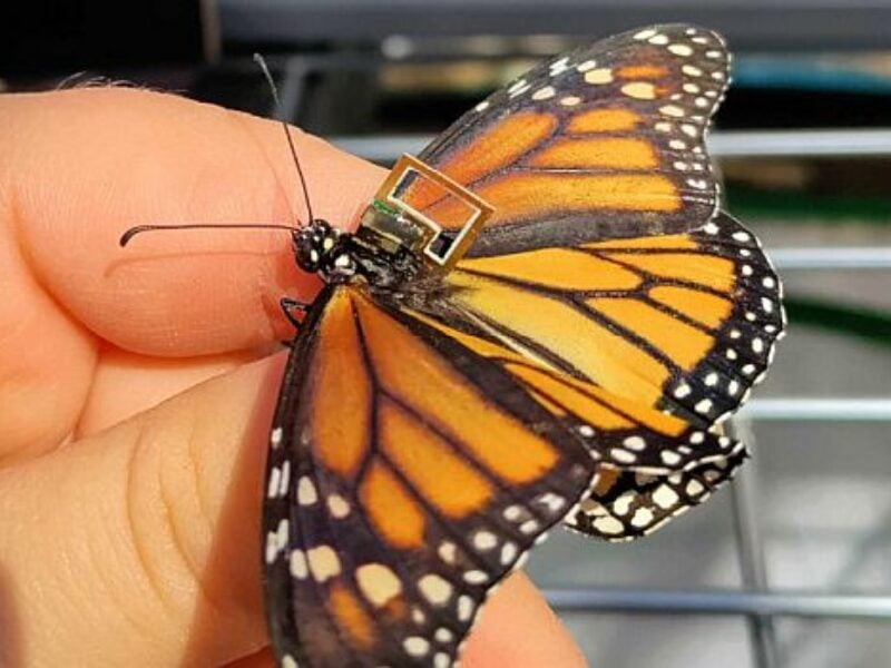 Tiny sensor platform to enable monarch butterfly tracking