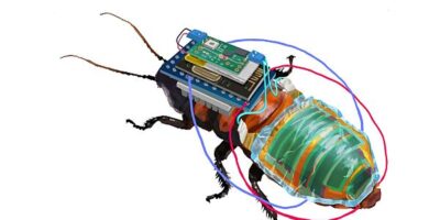 ‘Cyborg’ cockroach can be controlled remotely