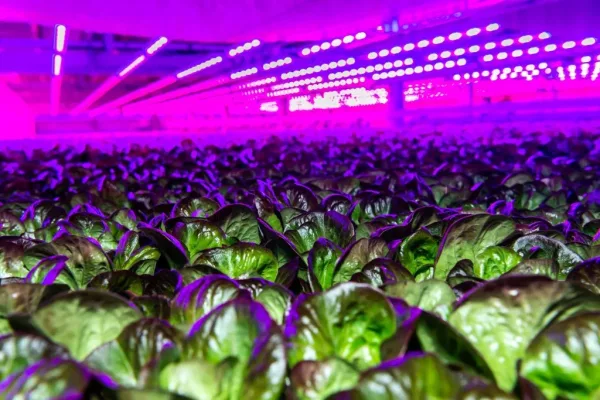 Siemens teams for digital twins and AI in vertical farms