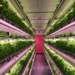 AI to boost power efficiency in indoor farming