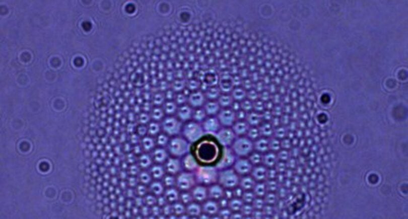 Three-dimensional liquid crystal hemisphere can be used as a micro-lens