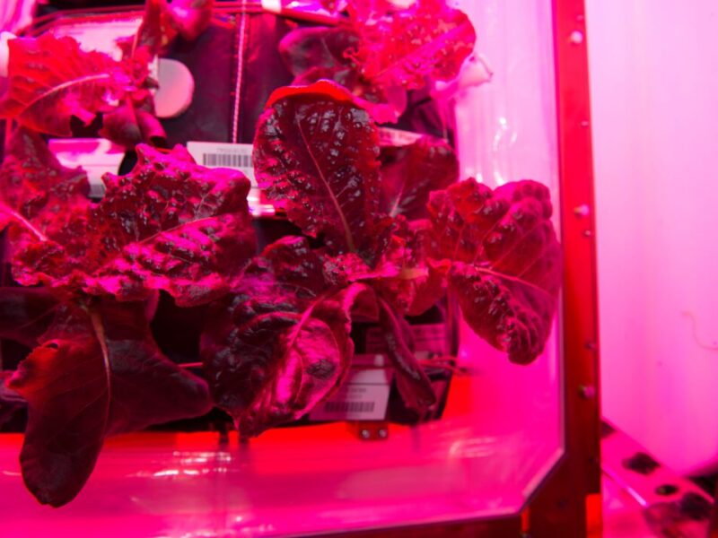 Red, blue and green LEDs grow food for space travel