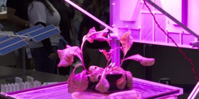 Plant-growing LEDs help feed NASA astronauts