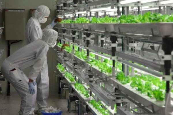 Japan’s chip fabs turn to growing lettuce