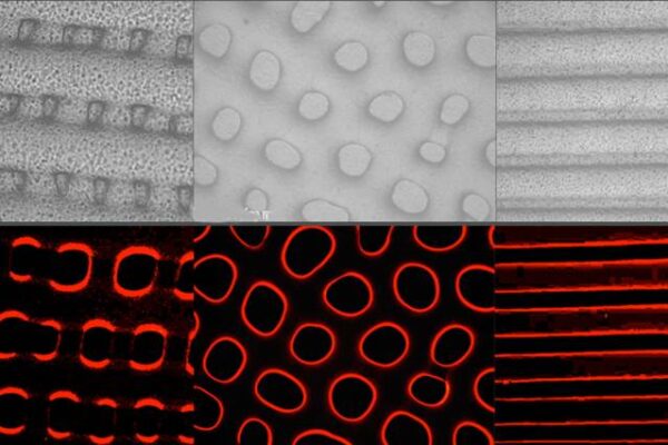 Elastomeric camouflage switches texture and colour