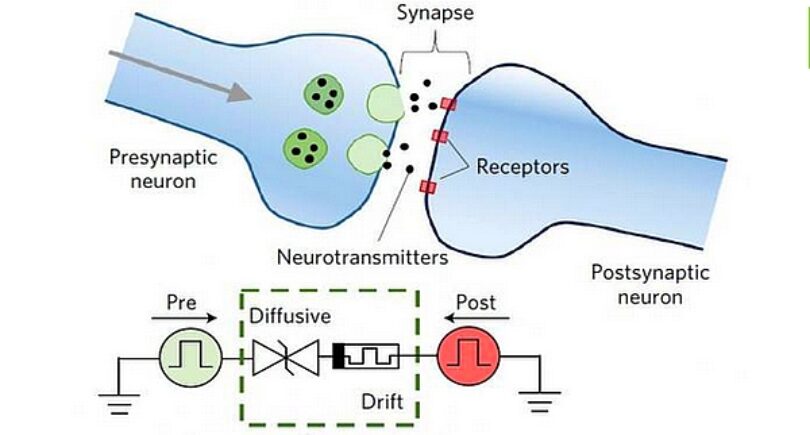 Memristors as synaptic emulators hold promise for neuromorphic computing