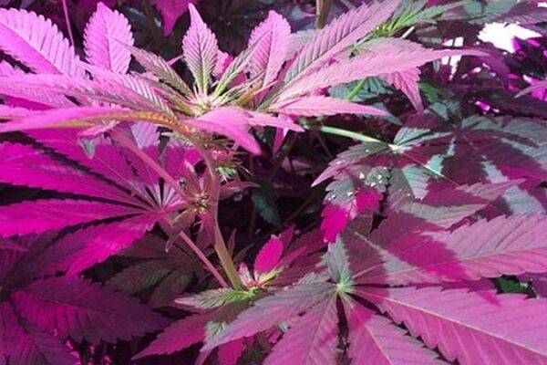 Medical marijuana grows well under LED lighting