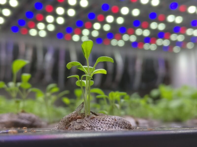 Rocket salad grows with more vitamin C under LED lights
