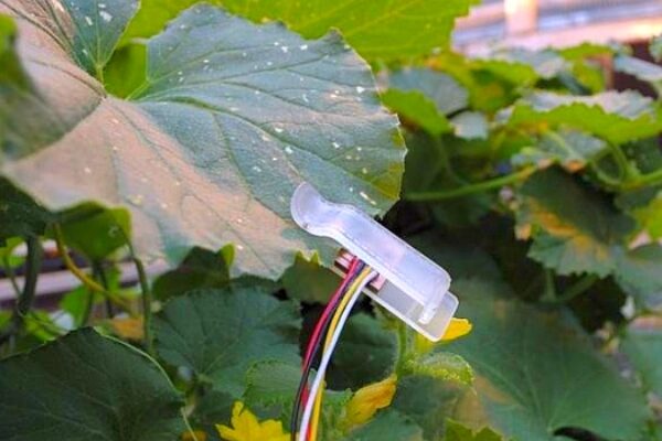 Leaf sensor tells farmers when plants are thirsty