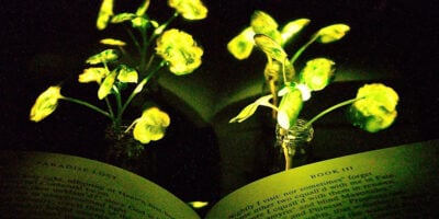 MIT researchers attempt to turn plants into lamps