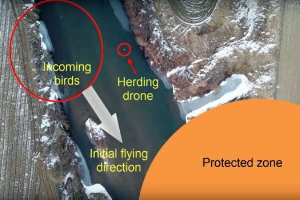 Autonomous drone algorithm herds bird flocks away from airports