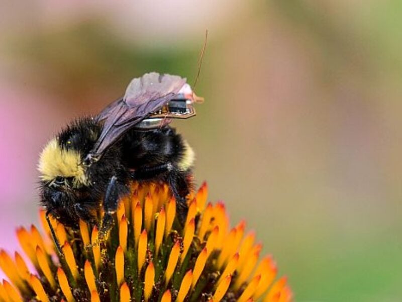 ‘Living IoT’ sensor system rides on bees instead of drones