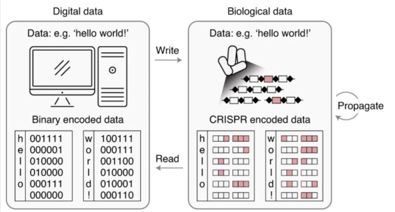 Direct digital-to-biological data storage in DNA in living cells
