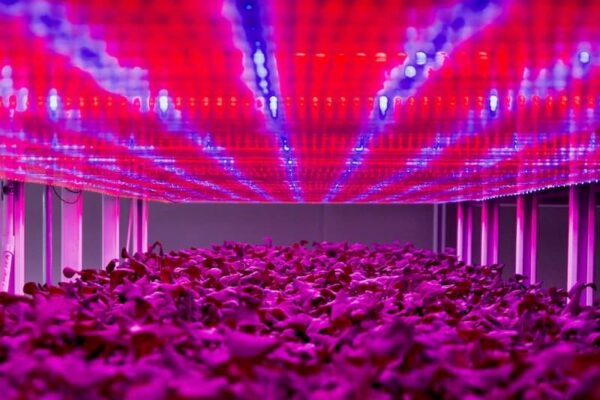 Schneider deal for autonomous vertical farm microgrid