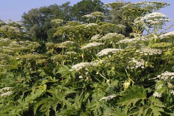 Hogweed boost for supercapacitors