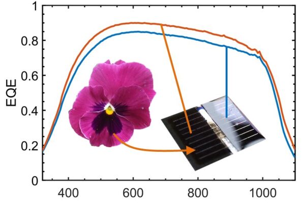 Flower-inspired texture to boost photovoltaics