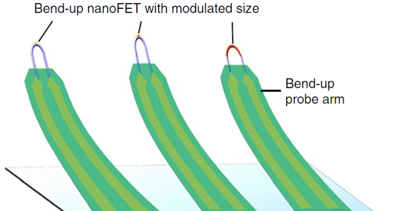 Arrays of U-shaped nanowire field-effect transistors probe neurons