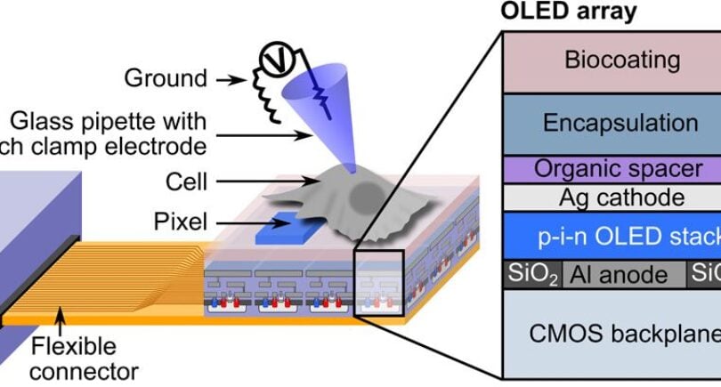 Toward OLED-controlled living neural networks