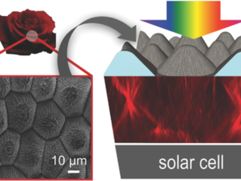 Mimicking plants to improve solar cells